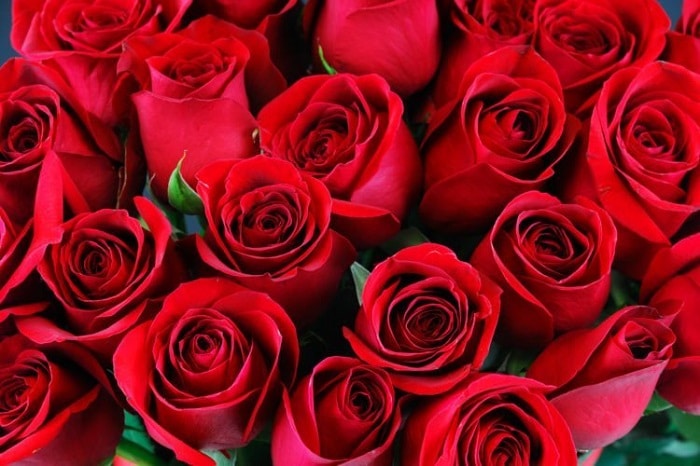 Top 50 hình ảnh hoa hồng tuyệt đẹp chất lượng HD  Hà Nội Spirit Of Place
