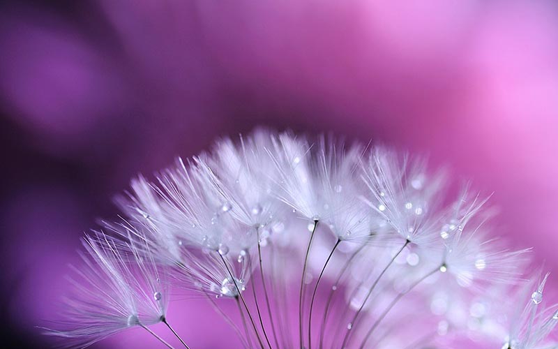 Tìm hiểu hơn 103 hình nền đẹp về hoa mới nhất  Tin học Đông Hòa