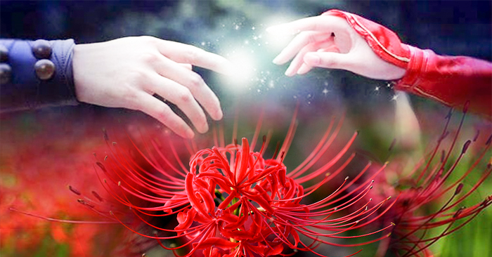 Hoa Bỉ Ngạn đẹp quyến rũ bởi sắc đỏ rực rỡ của nó. Chúng là biểu tượng của sự đam mê và tình yêu mãnh liệt. Họa tiết trang trí trên cánh hoa thêm phần ấn tượng và nổi bật. Hãy ngắm nhìn hình ảnh và cảm nhận vẻ đẹp không thể chối từ của hoa Bỉ Ngạn.