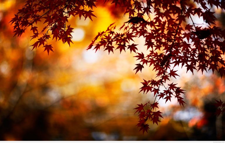 Top 15 bài thơ về mùa thu hay, đặc sắc, đi vào lòng người