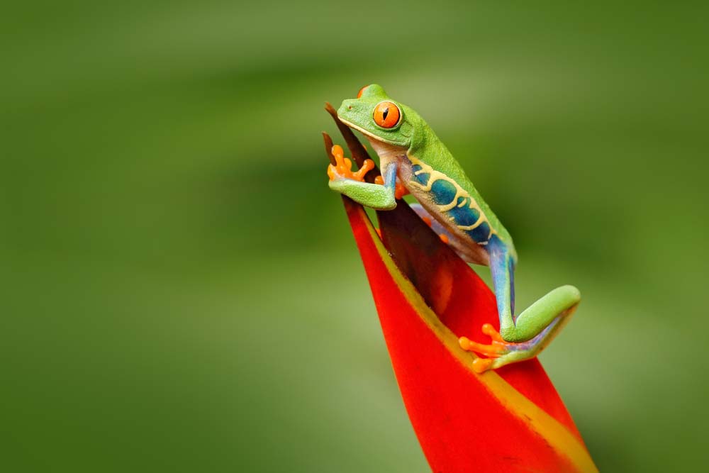 Ảnh thiên nhiên loài ếch đẹp nhất thế giới