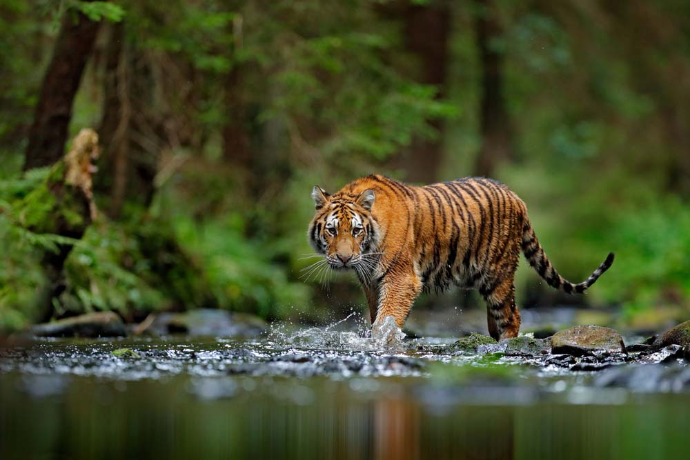 Ảnh thiên nhiên loài hổ đẹp nhất