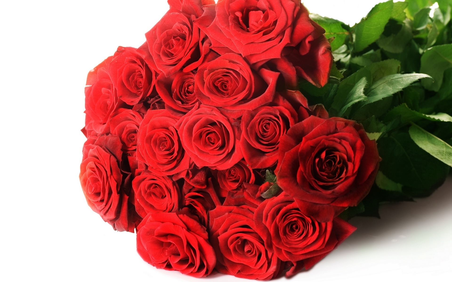 50 Ảnh hoa hồng đẹp và lãng mạn khiến ai xem cũng mê mẩn