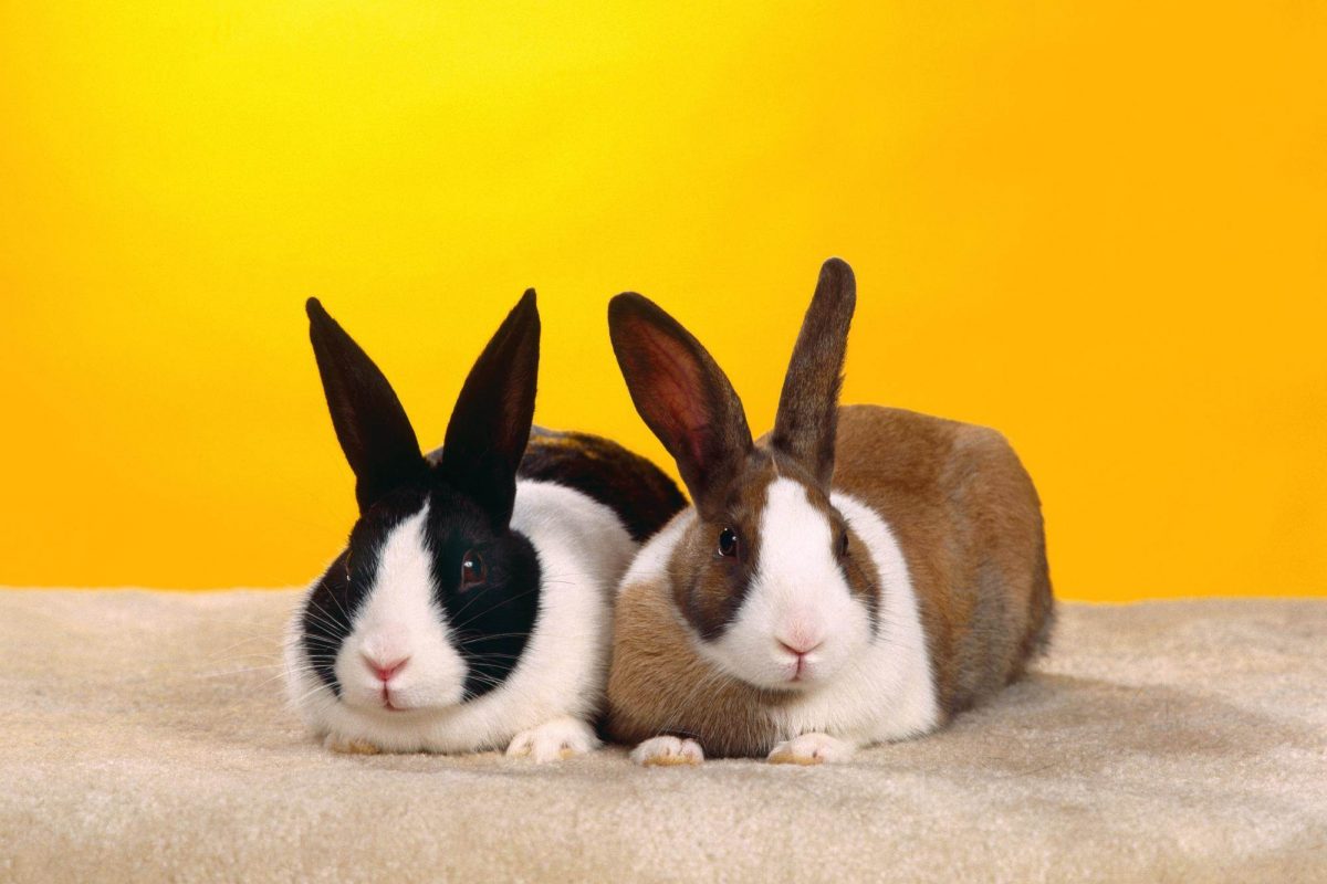 Con thỏ dễ thương là một trong những loài động vật được yêu thích nhất với ngoại hình đáng yêu và đáng yêu. Đừng bỏ lỡ cơ hội để chiêm ngưỡng những hình ảnh tuyệt đẹp của con thỏ dễ thương và khám phá thêm về tính cách và thói quen sống của chúng.