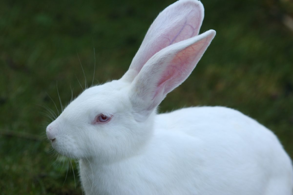50 Hình ảnh con thỏ dễ thương ảnh nền con thỏ cute  c2doanlaptlhpeduvn