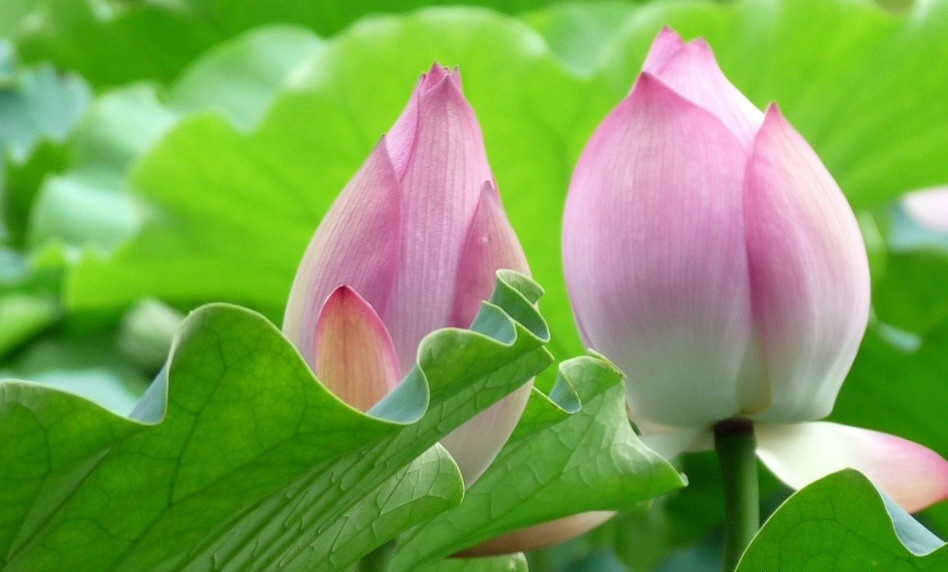Hình nền hoa Tulip đẹp lung linh