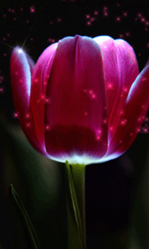 hinh anh dong hoa tulip dep 2 052341612 480x800 1