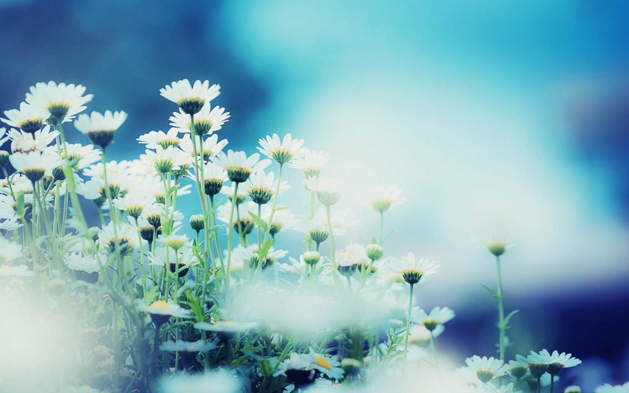 Top 107 hình nền hoa dại đẹp tuyệt vời nhất  POPPY