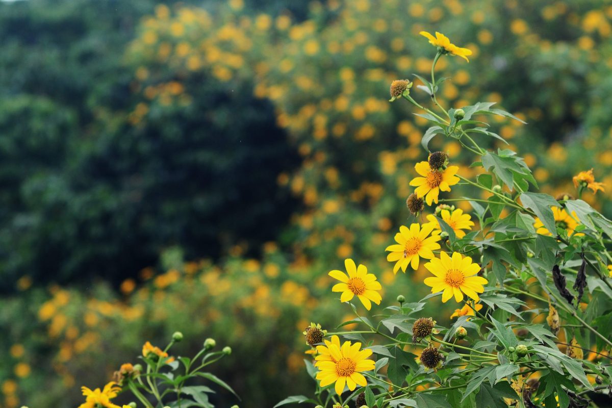 Hình nền hoa đẹp Flower wallpaper HD cho máy tính  Hình Ảnh Đẹp HD