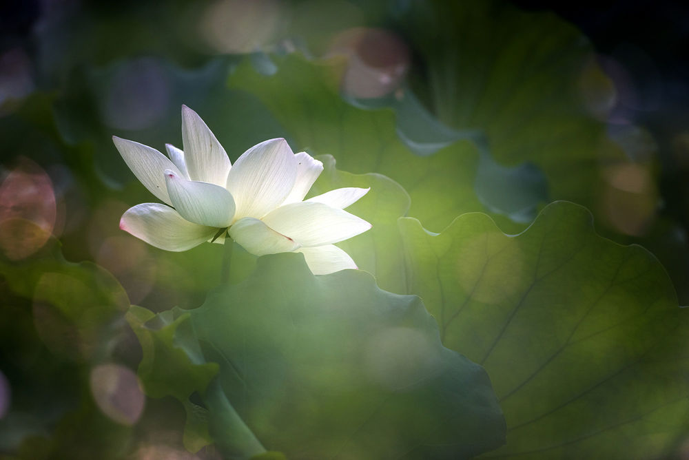 Hình ảnh hoa sen trắng