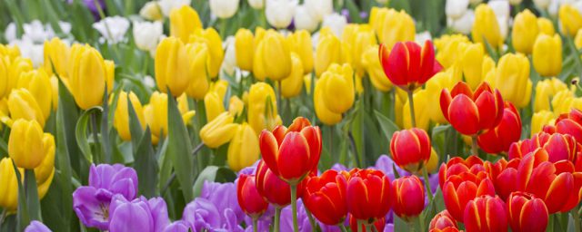 Trầm Trồ 109 Hình Ảnh Hoa Tulip Đẹp Làm Hình Nền Điện Thoại Máy Tính