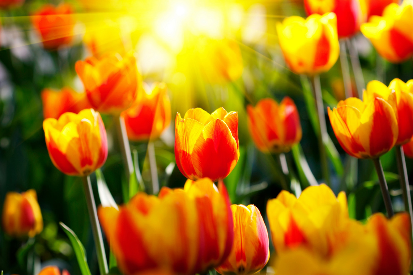 hình ảnh hoa tulip dep