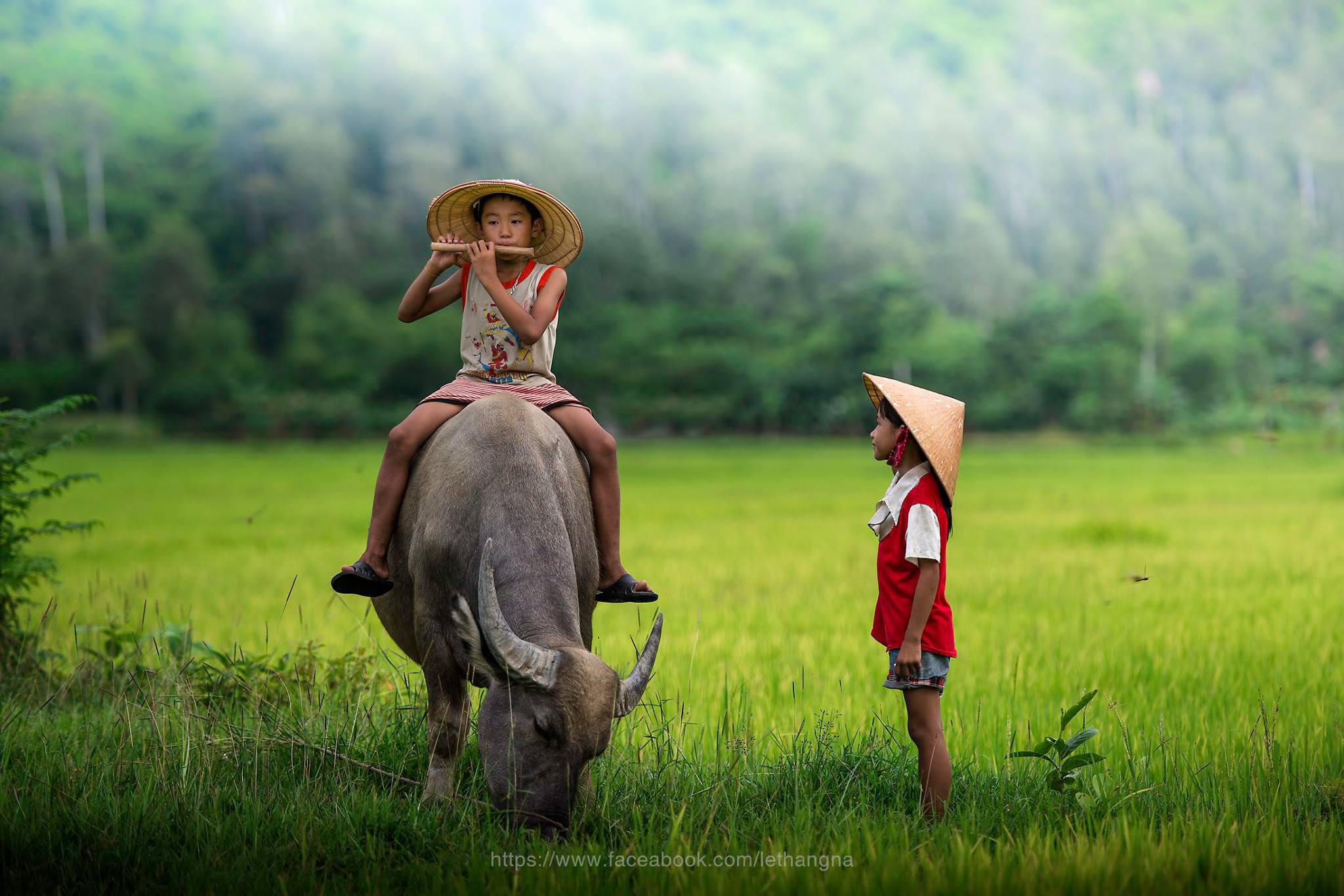 Hình ảnh làng quê Việt Nam đẹp mộc mạc bình dị