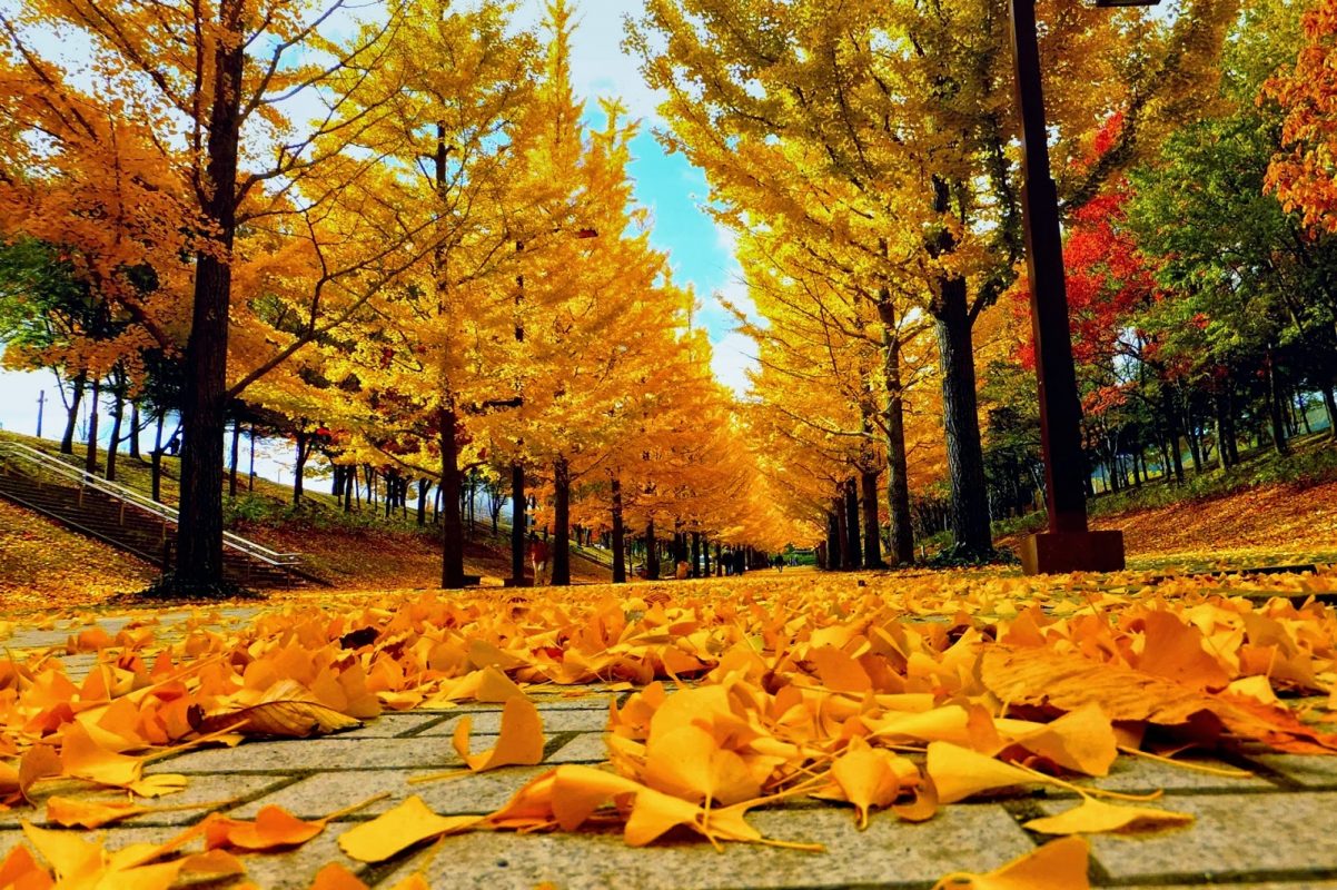 Hình nền mùa thu đẹp: Nếu bạn đang tìm kiếm hình nền tuyệt đẹp cho mùa thu này, hãy không bỏ lỡ thưởng thức bức tranh thiên nhiên đầy màu sắc và gợi nhớ của chúng tôi. Với cảnh quan tuyệt đẹp, chúng sẽ giúp bạn tận hưởng mùa thu tuyệt vời hơn bao giờ hết.
