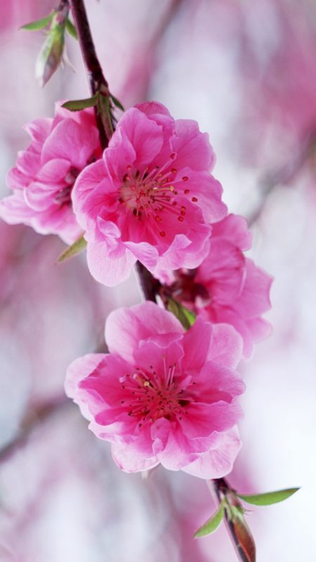 100+ Hình nền, background hoa anh đào Nhật Bản