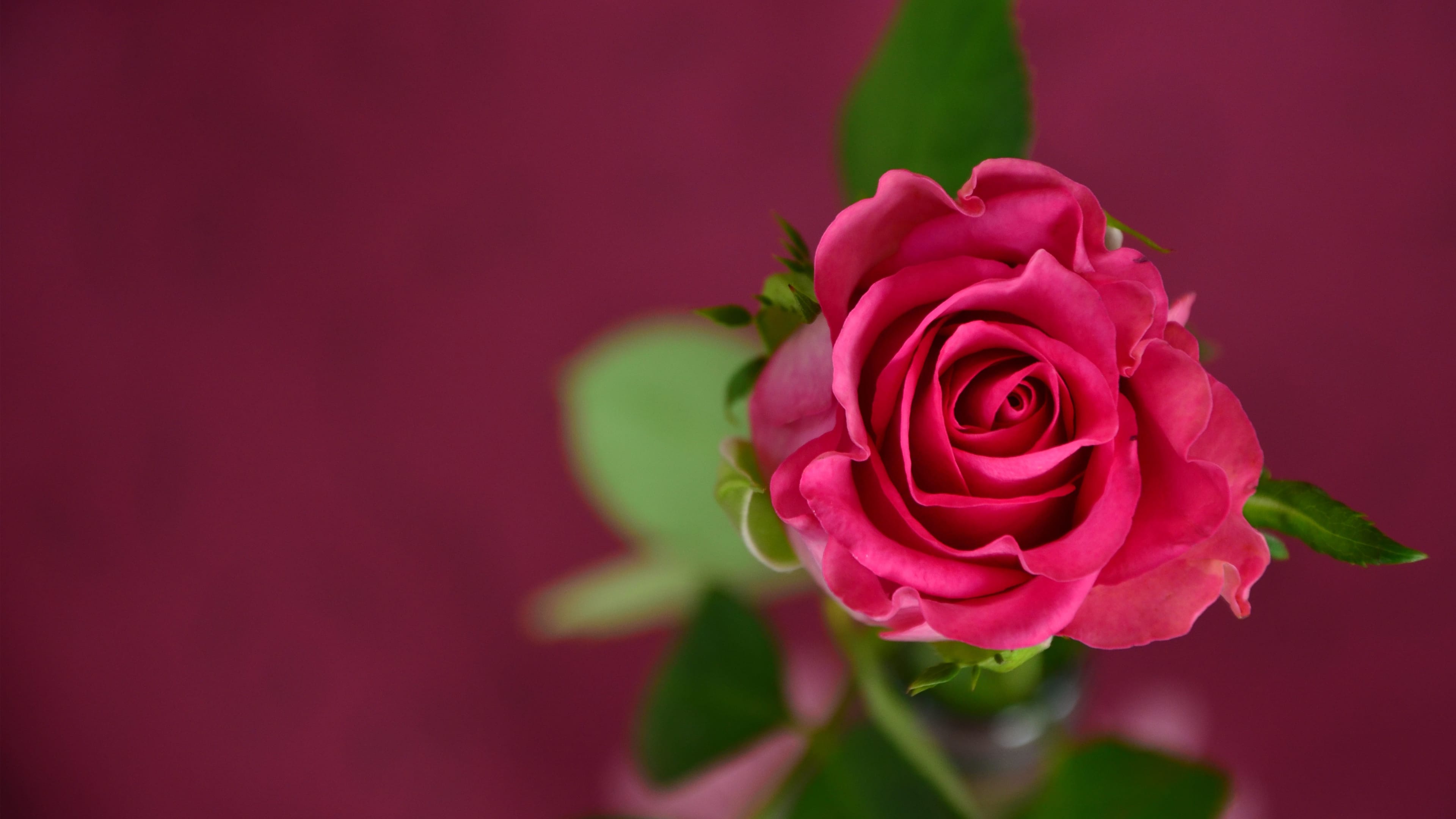 hình nền Full HD 1080 bông hoa hồng đẹp