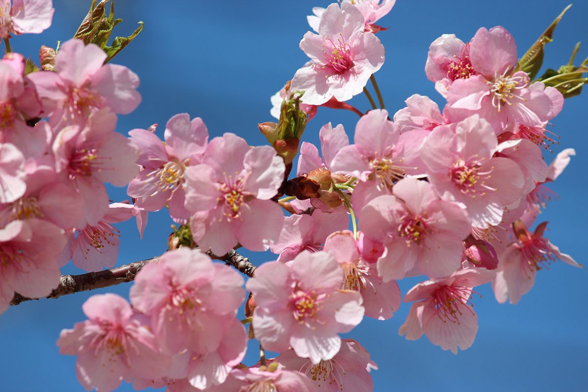Hãy thưởng thức bức tranh vẽ hoa anh đào nhật bản tuyệt đẹp, nổi tiếng trên toàn thế giới với sắc hồng tươi sáng tuyệt đẹp. Hình ảnh tích cực này sẽ đưa bạn đến một khu vườn nhỏ xinh ở Nhật Bản, với hoa anh đào tràn ngập khắp nơi.