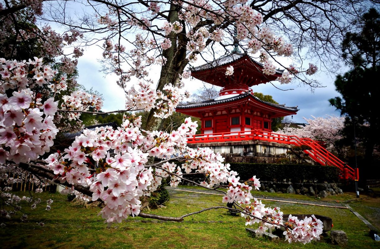 Khám phá vẻ đẹp đầy mê hoặc của những bông hoa anh đào Nhật Bản đang bung nở trong không gian yên tĩnh, tạo ra một bầu không khí tràn đầy sức sống. Hình ảnh về hoa anh đào này sẽ mang lại cho bạn niềm cảm hứng mới mẻ và đầy năng lượng.