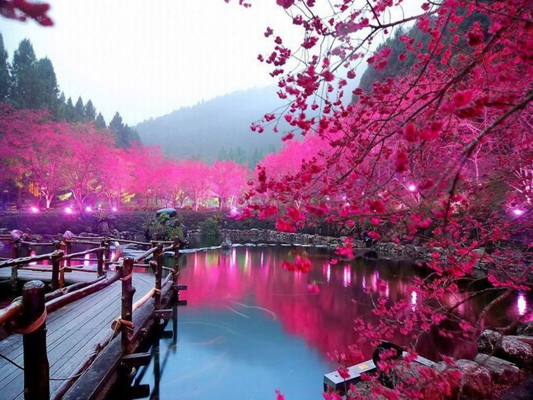 50 Hình nền hoa anh đào đẹp nhất của đất nước Nhật Bản  Spring landscape  Spring desktop wallpaper Background for photography