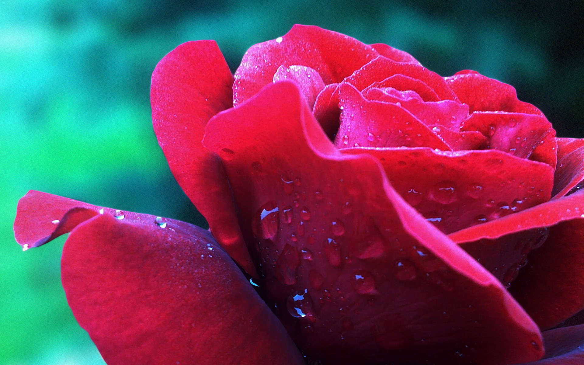 Hình nền  Hoa hồng Bụi cây Đỏ Chồi 6016x4000  wallup  1187226  Hình  nền đẹp hd  WallHere