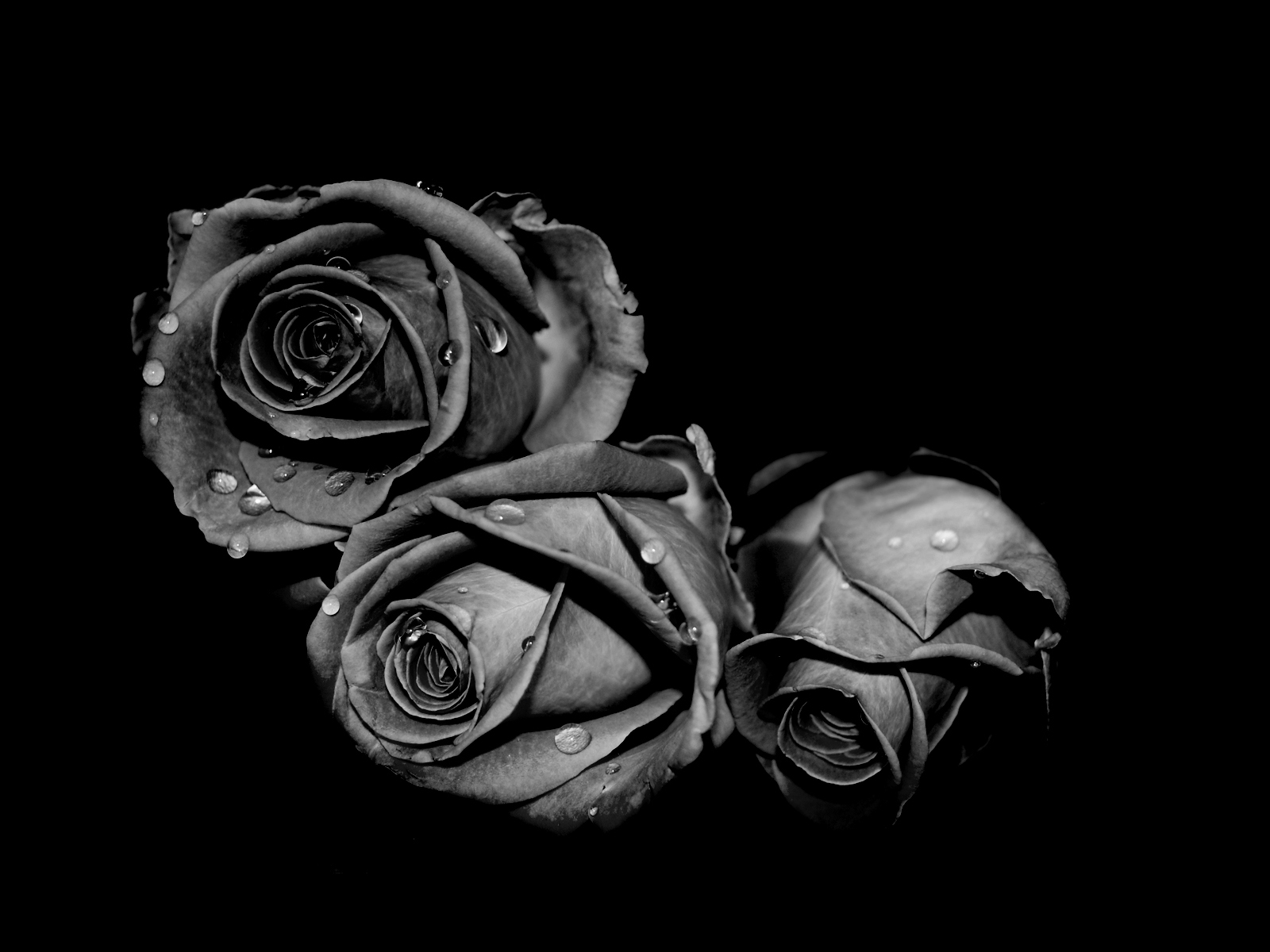 Hình ảnh ý nghĩa hoa hồng đen loài hoa của bí ẩn và quyến rũ