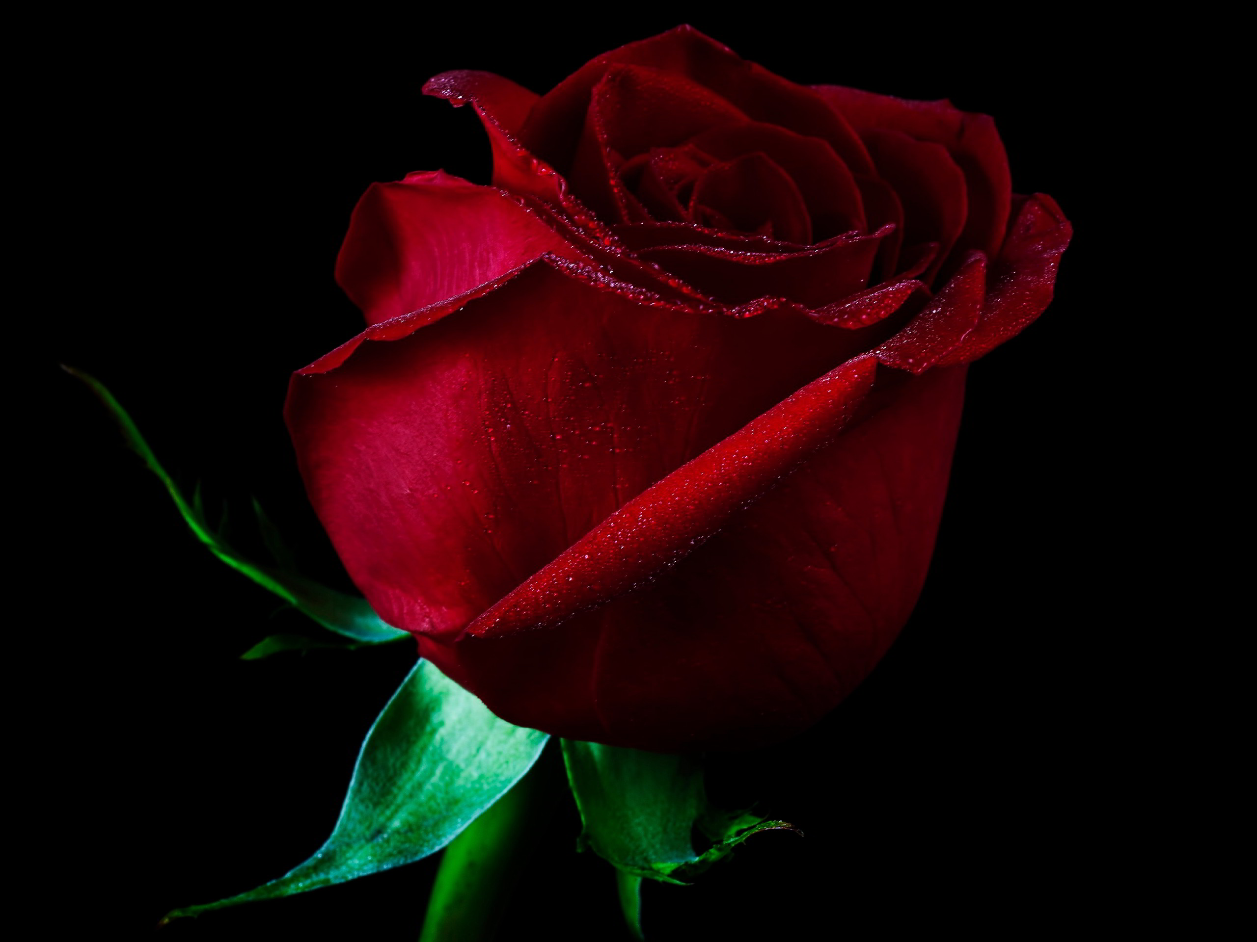 Hình nền  Đỏ Cánh hoa bông hồng thực vật giọt Hoa hồng đen và trắng  Nhà máy đất thực vật có hoa Chụp macro Thân cây Hoa hồng vườn Gia đình