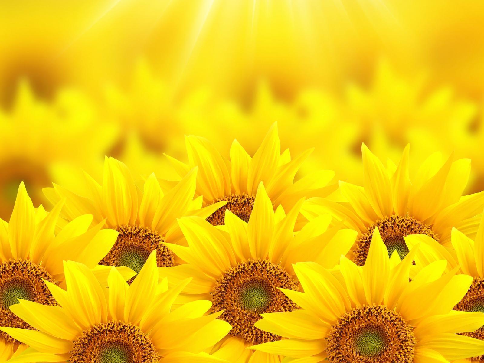 Nếu bạn thích hoa hướng dương, hãy xem những bức ảnh chụp hoa này. Ảnh hướng dương có thể hiển thị cảm xúc và sự tươi vui của hoa này, giúp bạn cảm thấy thư giãn và hạnh phúc.
