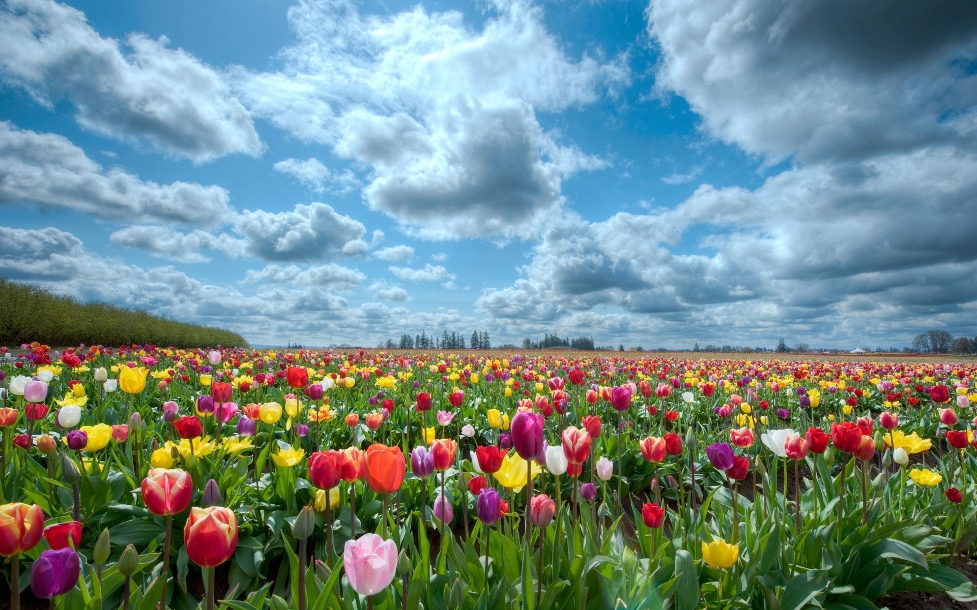 Trầm Trồ] 109+ Hình Ảnh Hoa Tulip Đẹp Làm Hình Nền Điện Thoại, Máy Tính