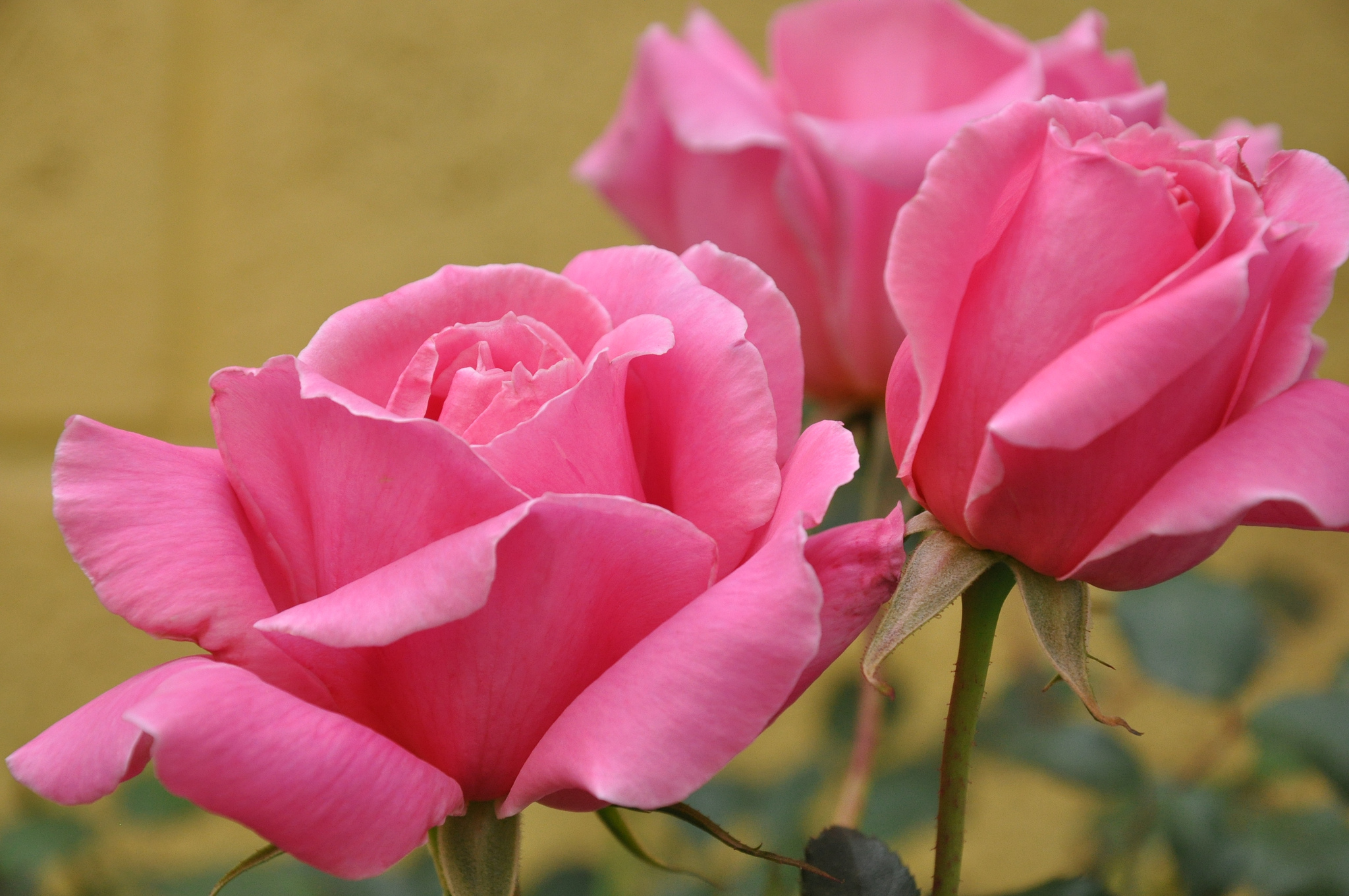 Hình nền máy tính HD những bông hoa hồng khoe sắc thắm