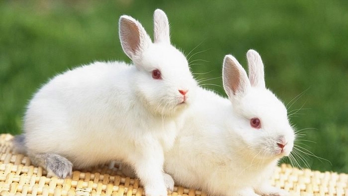 Top 100 mẫu sticker thỏ cute dễ thương chất ngầu file PNG Vector