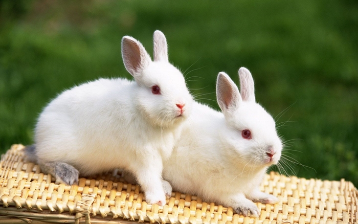 Hình ảnh Yếu Tố động Vật Dễ Thương Màu Hồng Hình Con Thỏ PNG Miễn Phí Tải  Về  Lovepik