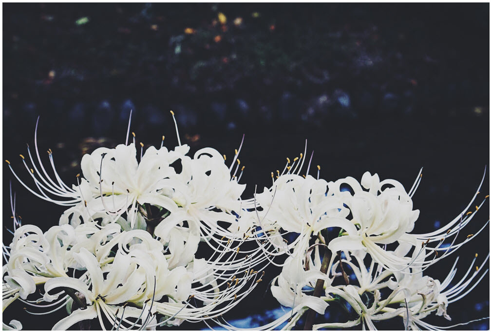 Là một người yêu thích sự đẹp và tinh khôi? Hãy xem ngay hình ảnh hoa Bỉ Ngạn trắng đẹp tinh khôi! Với vẻ đẹp thanh lịch và độc đáo, loài hoa này sẽ khiến bạn cảm thấy thật sự đắm say và phấn khích.