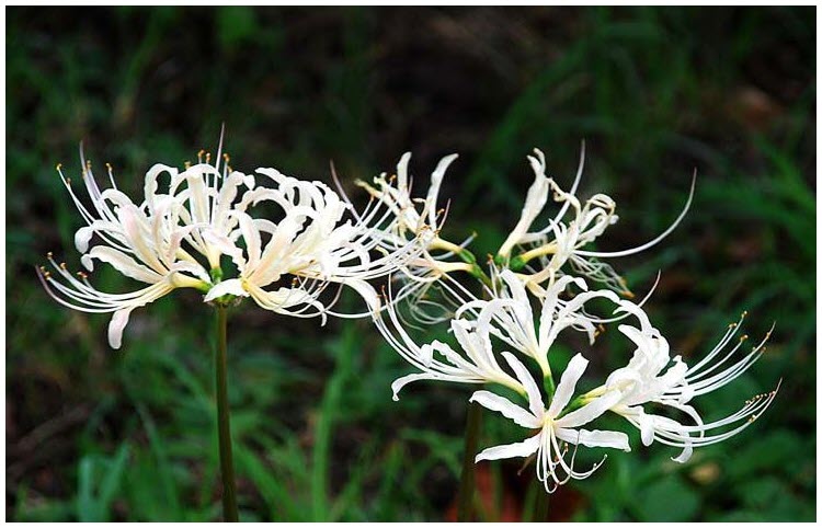 Hoa bỉ ngạn trắng là loài hoa với vẻ đẹp tinh khôi, thanh lịch và phong phú trong màu sắc. Hãy cùng chiêm ngưỡng hình ảnh của Hoa bỉ ngạn trắng để thấy được sự tạo hóa kỳ diệu của thiên nhiên.