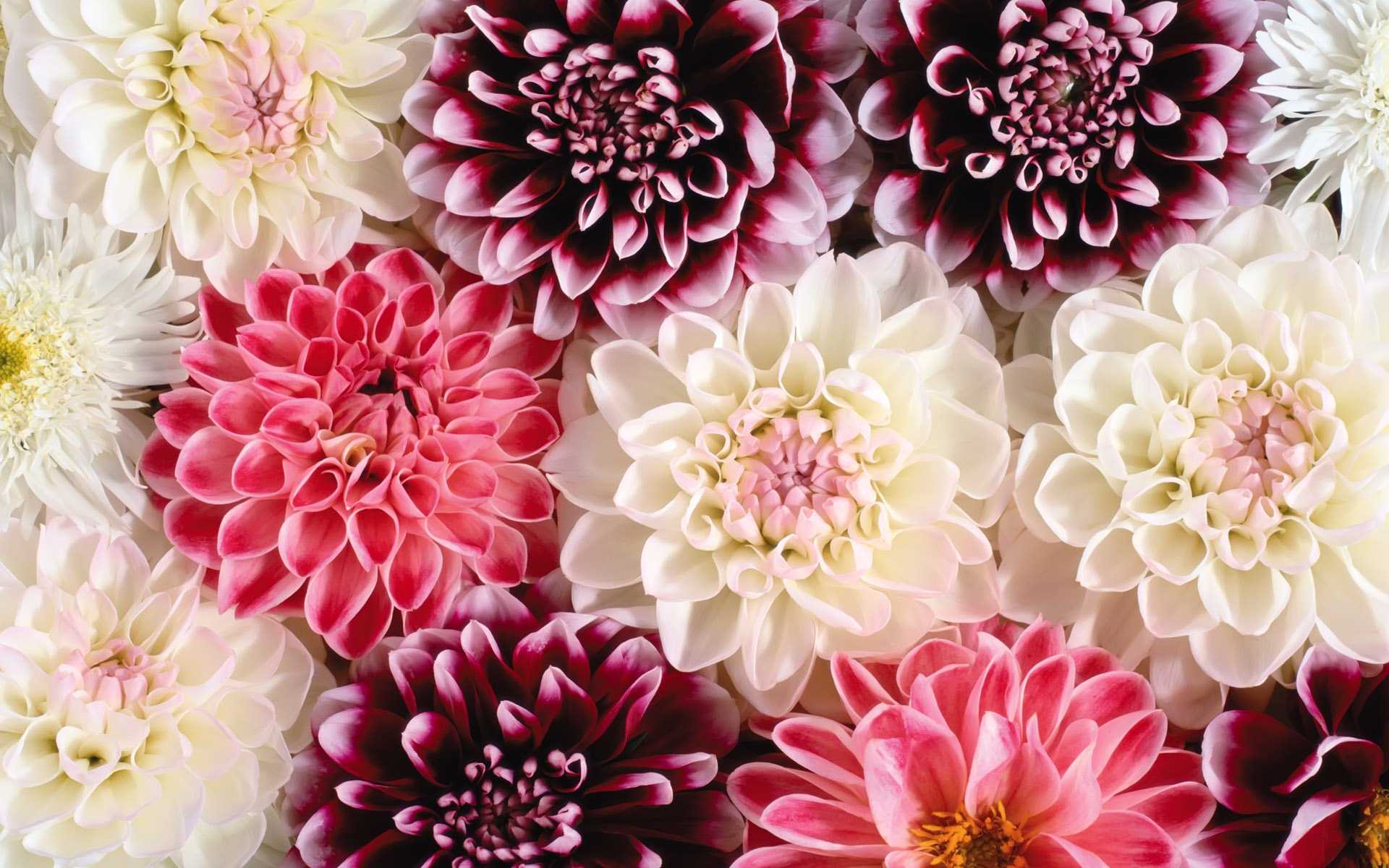 999 Hình nền hoa đẹp ấn tượng  tải ảnh hoa hồng đẹp 3d