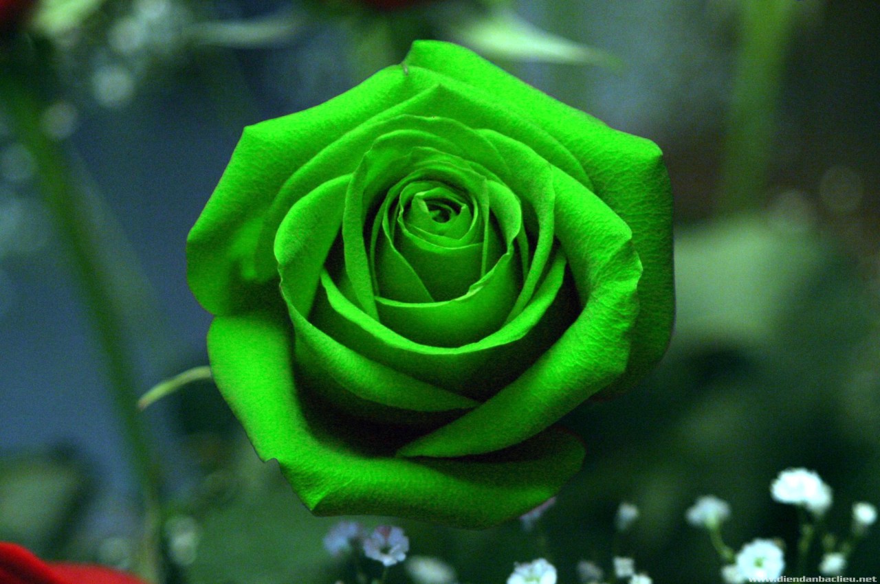 Cập nhật với hơn 102 hình nền ảnh hoa hồng đẹp 3d tuyệt vời nhất ...