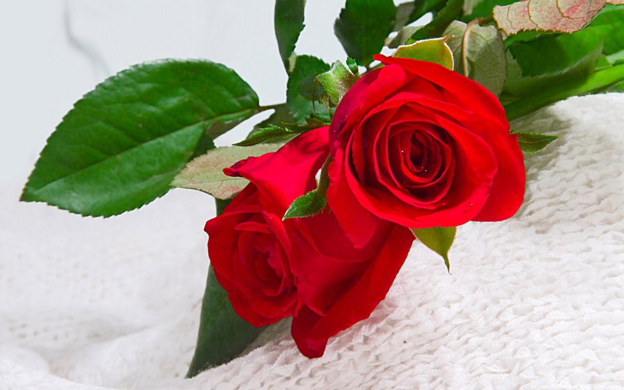 101 hình ảnh hoa hồng đẹp lãng mạn chất lượng cao tải miễn phí