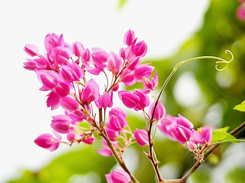 Download 100 hình nền hoa đẹp thiên nhiên chất lượng full HD Wikipedia